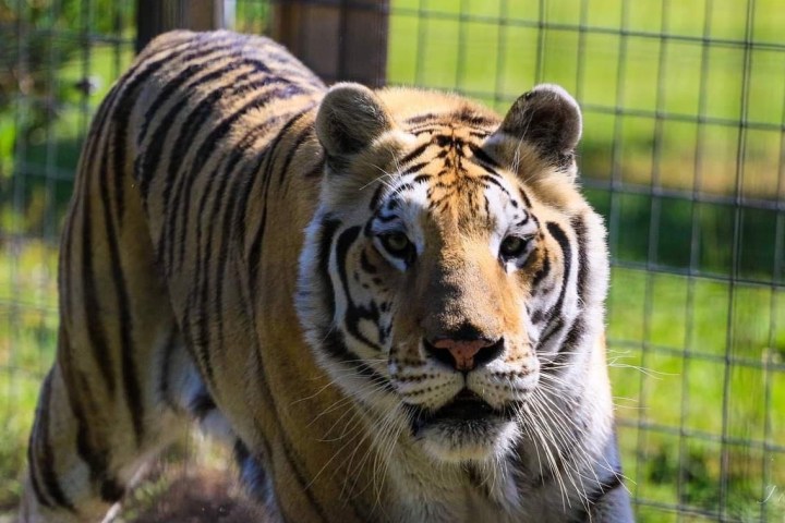 a zebra standing in a cage