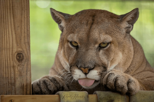 a close up of a cat